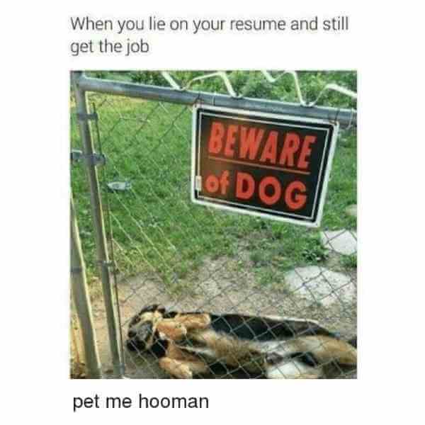 beware of dog resume meme