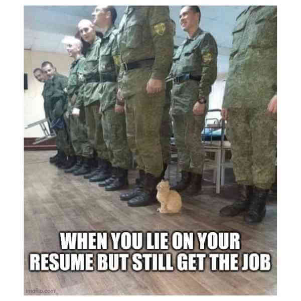 cat and army resume meme