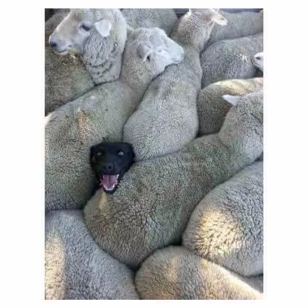 lie on your resume dog sheep meme