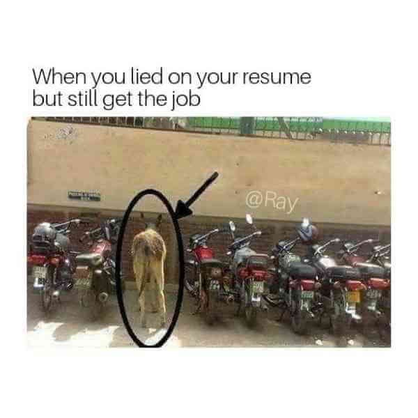 when you lie on your resume and still get the job dog