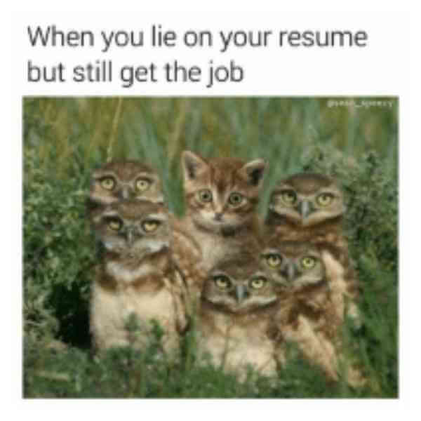 when you lie on your resume cat owl meme