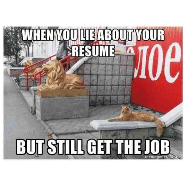 when you lie on your resume meme cat