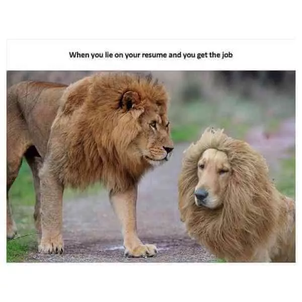 when you lie on your resume meme dog lion